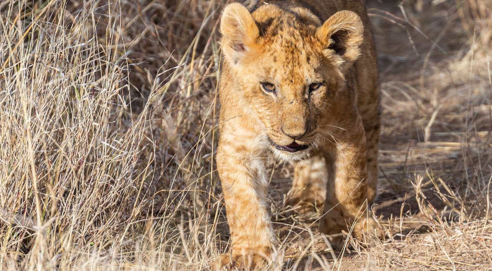 Lionceau male dans la savane en afrique