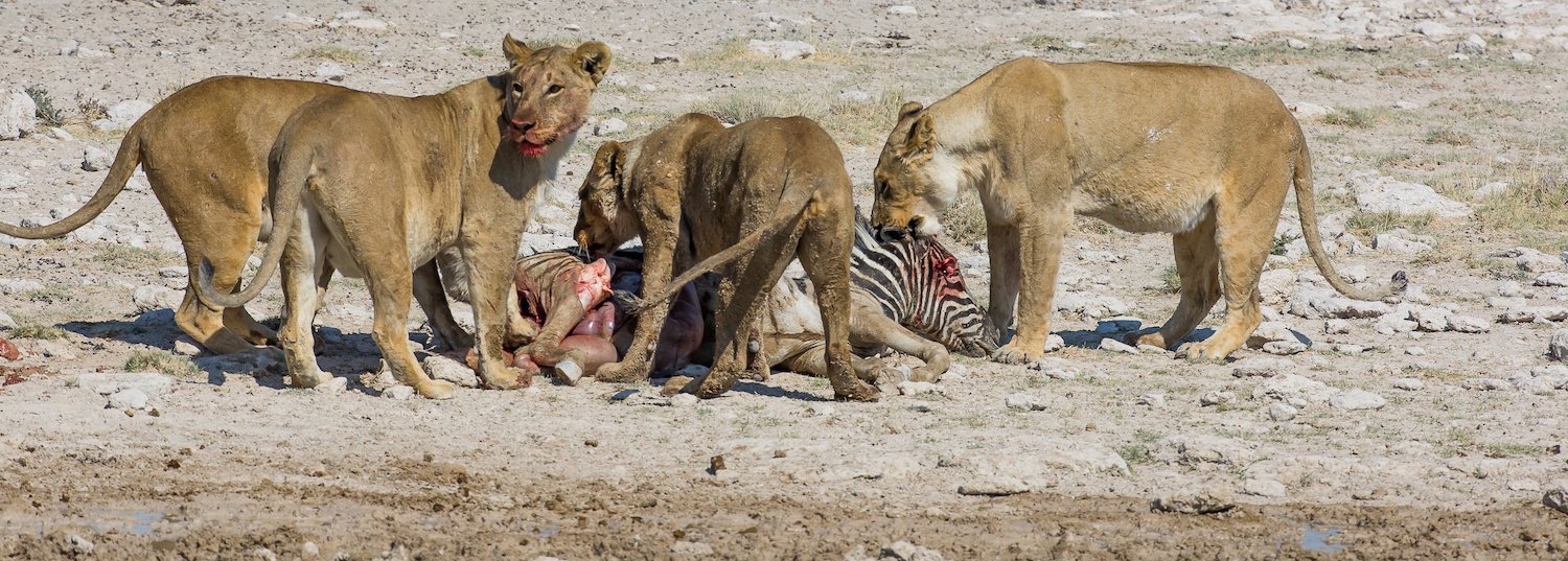 groupe de Lionnes qui chassent un zebre