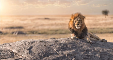 Lion Roi assis dans la savane africaine