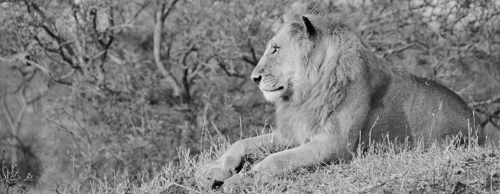 Roi Lion majestueux dans la brousse africaine