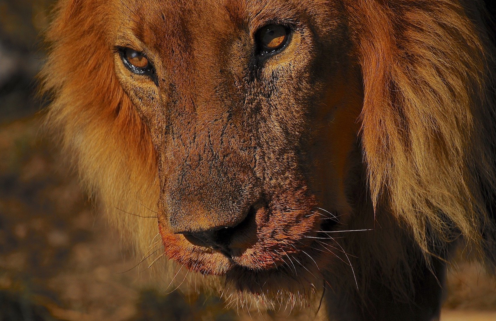 Tête de Lion sauvage en Namibie