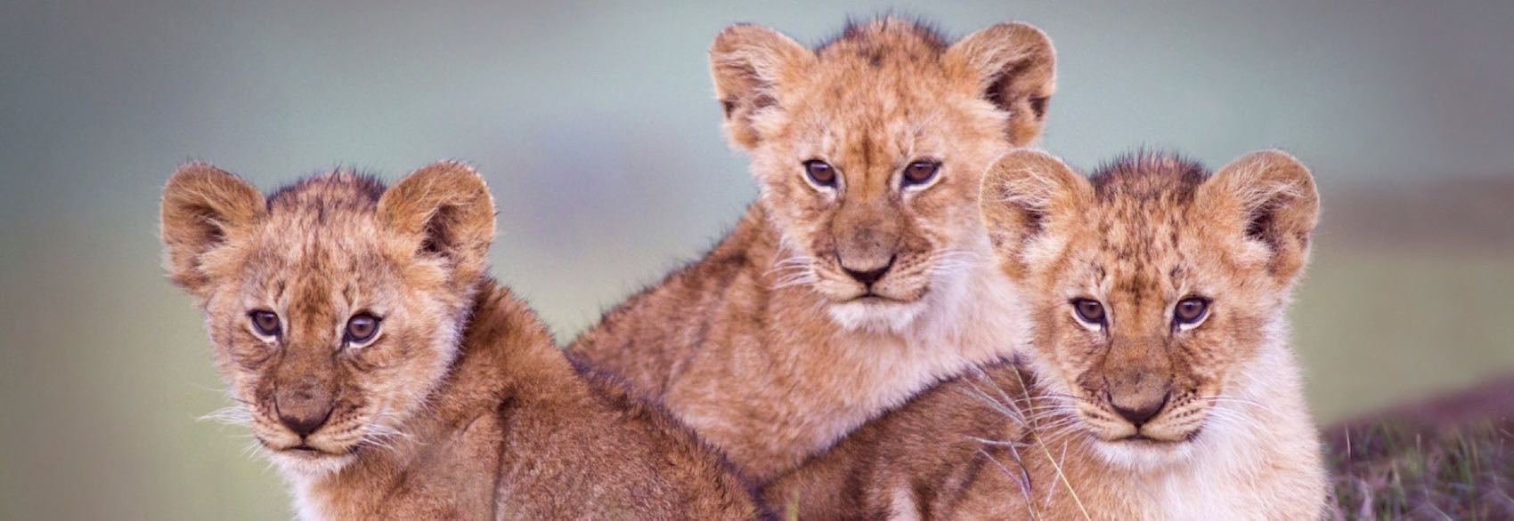 Trois lionceaux dans la savane 