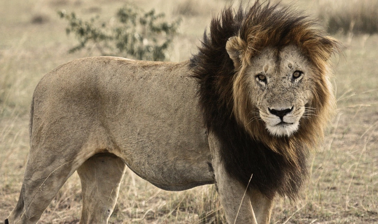 vieux Lion dominant avec Criniere majestueuse