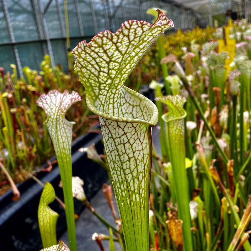 Sarracenia Leucophylla Var Leucophylla 80s Clone Hewitt Cooper Carnivorous Plants 