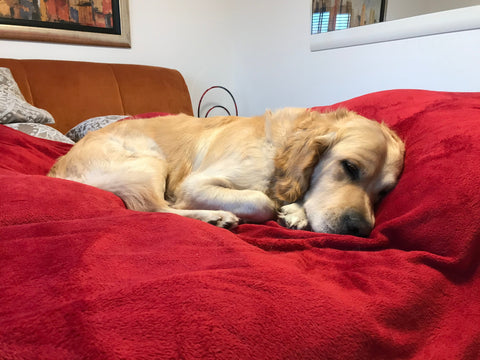 Cooper the Golden Retriever | In Virginia's Shoes by Cocorose London