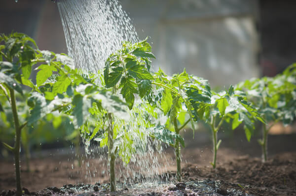 Healthy Garden With Filtered Water