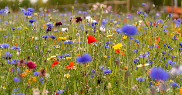Wildflower meadow UK