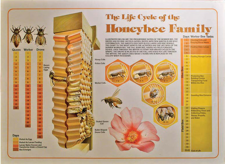 family converter honey bee hb-8089ur - forstec.com