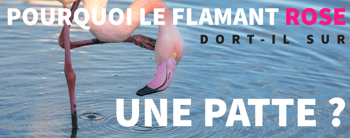 Pourquoi Le Flamant Rose Dort Sur Une Patte Roseus