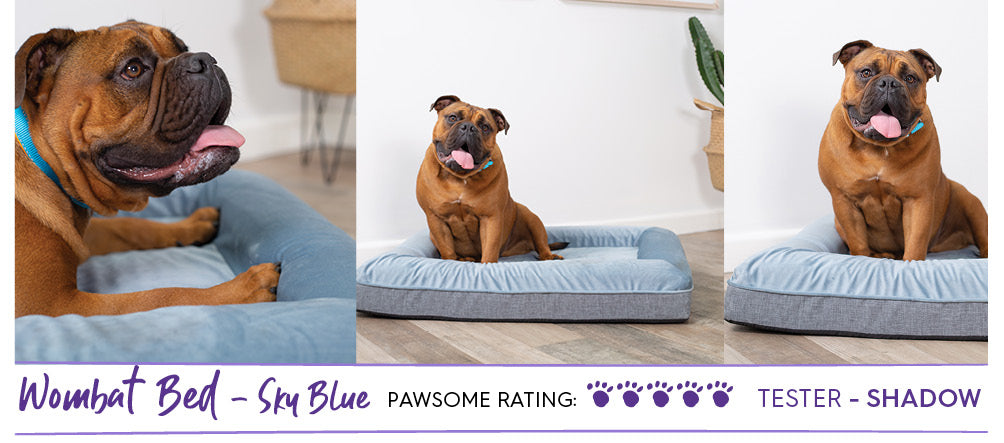 Golden Aussie Bulldog laying on sky blue mattress style dog bed called the Wombat Bed