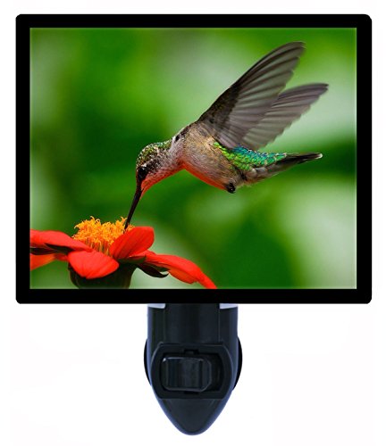 hummingbird night light