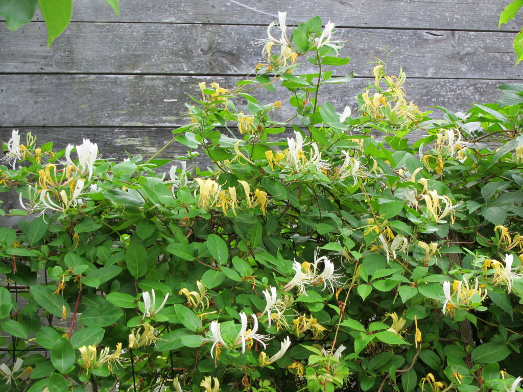 Honeysuckle flowers scent