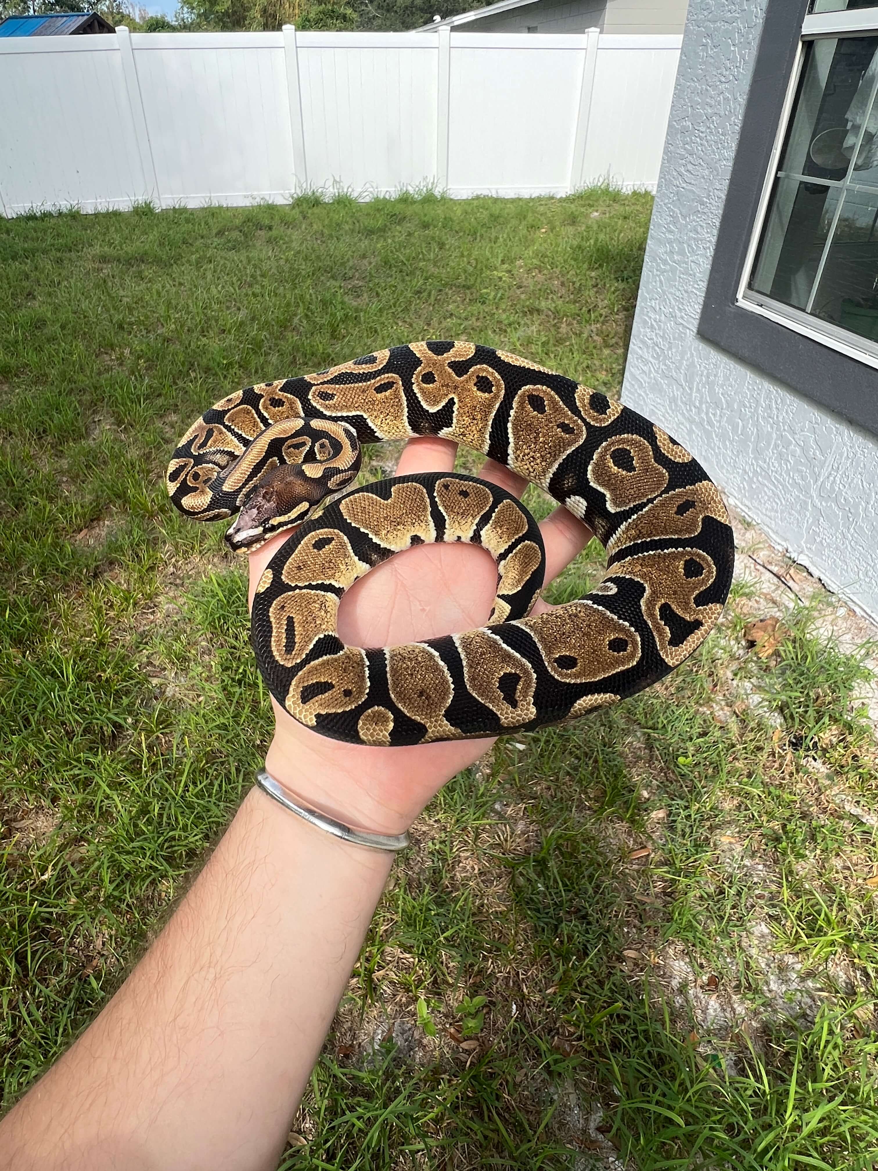 albino ball python snake