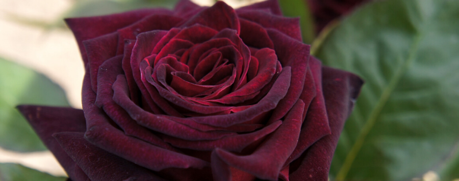 rose-rouge-et-noire