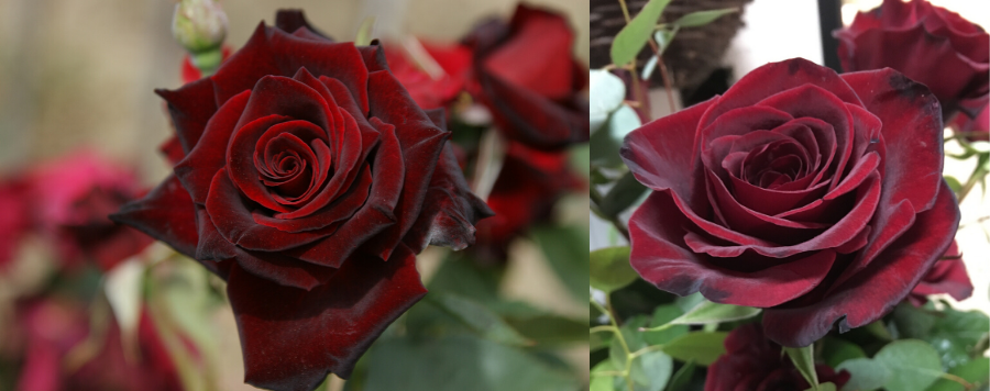 rose-black-baccara