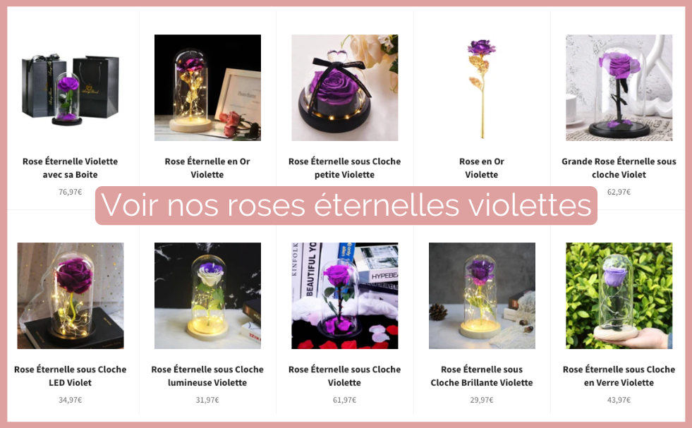 nos roses eternelles violettes