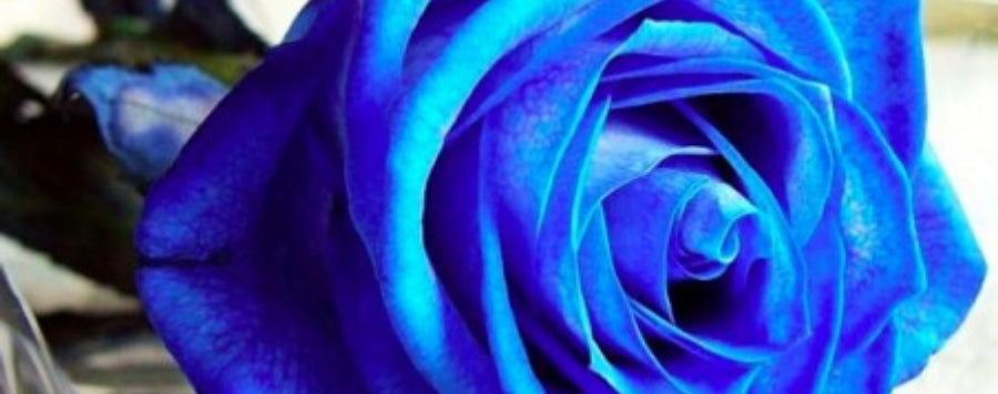 rose bleu coloration