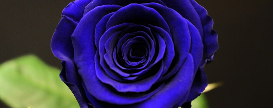 rose bleue