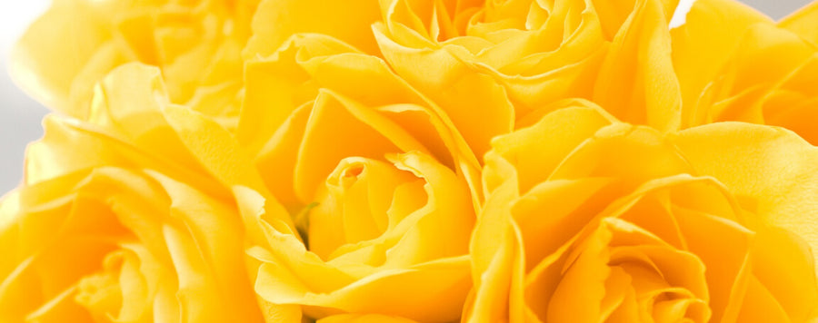 rose jaune soleil