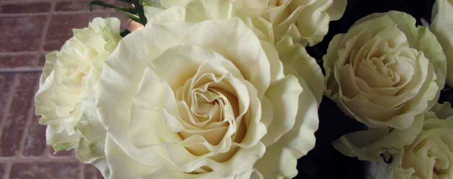 rose mondial blanche