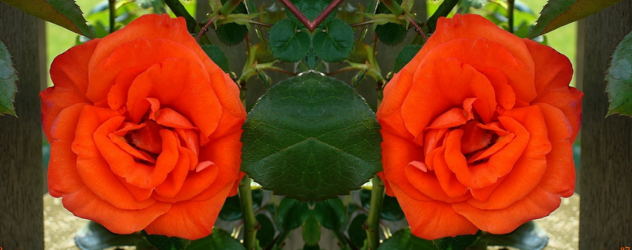 rose orange foncé