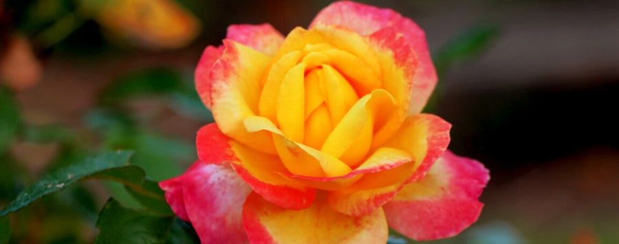 rose rose et jaune
