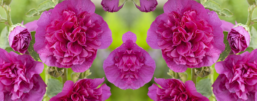 rose tremiere double violette