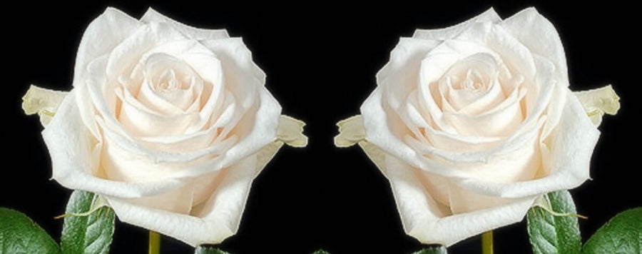 rose vendela blanche