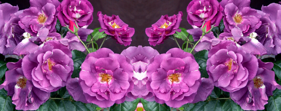 rose violette rambler