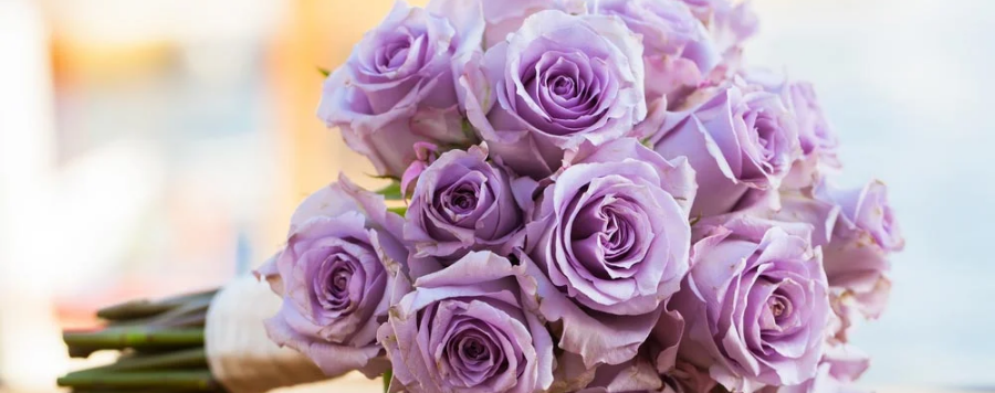 rose violette et blanche
