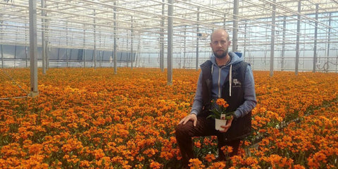 flower farmer in a greenhouse