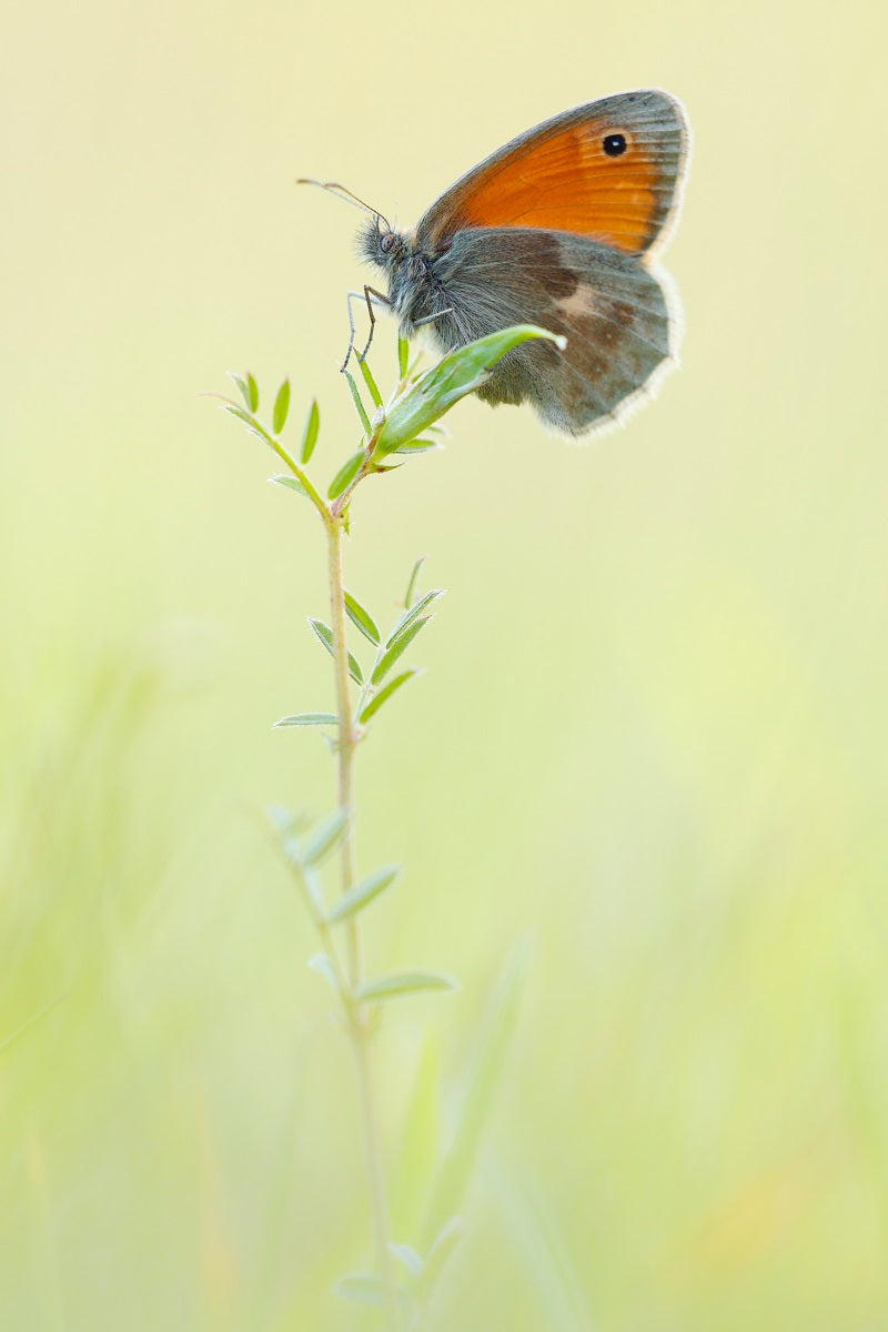 Makrofotografie Schmetterling