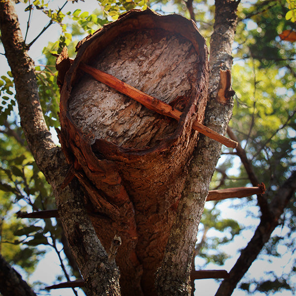 More About our African Forest Honey