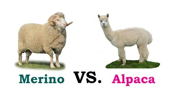 Alpaca wool vs Merino wool – Fillory Yarn