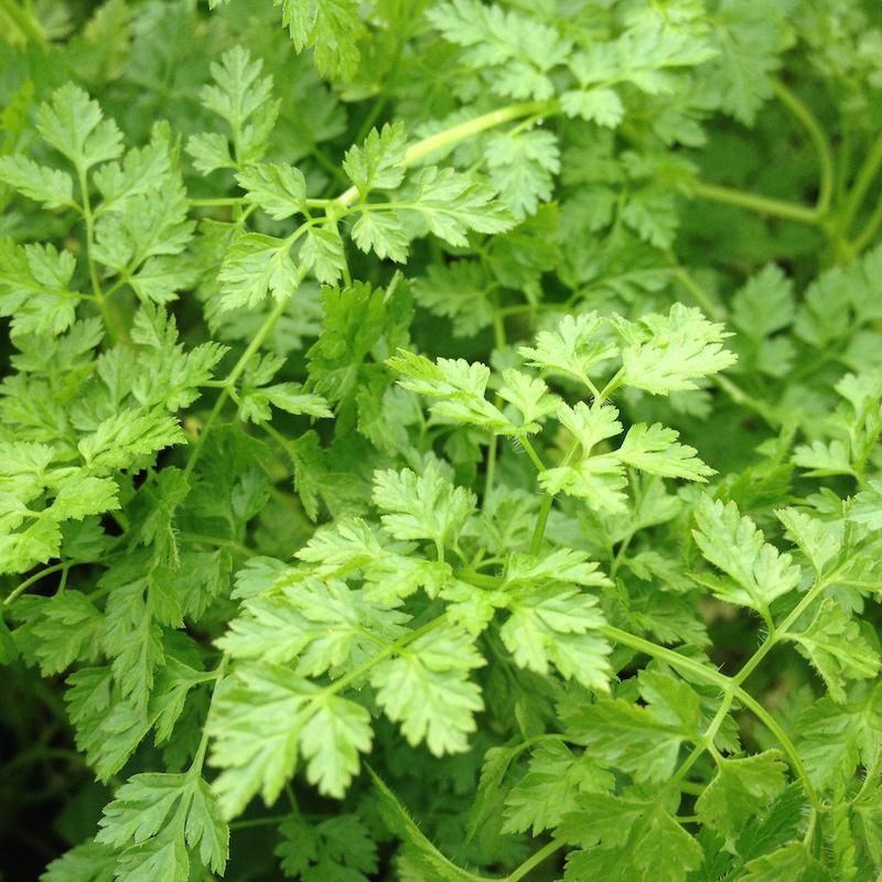 Chervil Curled 1200 Seeds Herb 