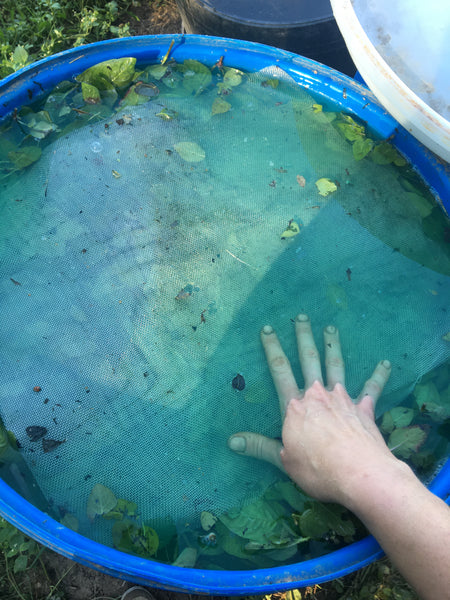 Fermenting indigo