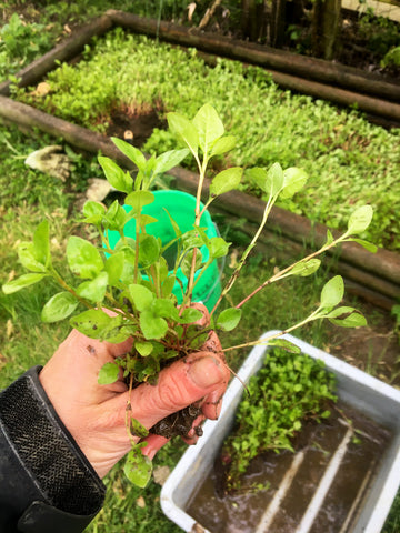 Clump of indigo plants