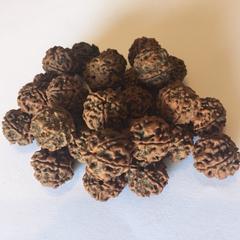 Rudraksha seeds