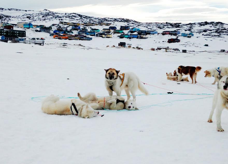 Huskys in Greenland