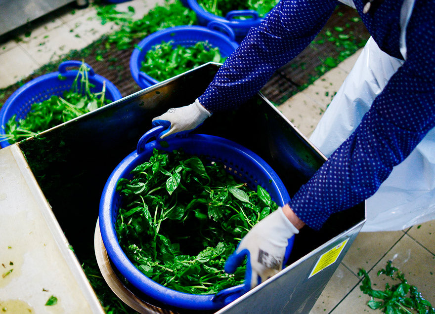 Preparing herbs to freeze-drying