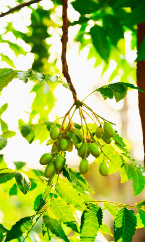 foglie-olio-neem