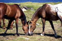 selenium horse graze