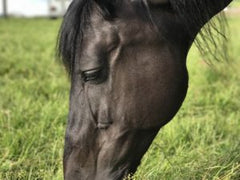 grazing horse black insulin 