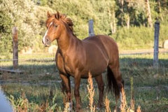 sorrel horse field 
