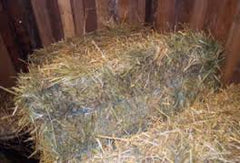 moldy hay