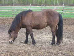 dull hair horse