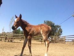 foal sorrel 