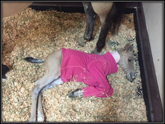 baby horse foal vet sick