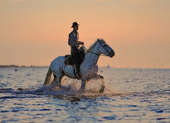 horse in water