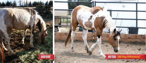skinny paint horse